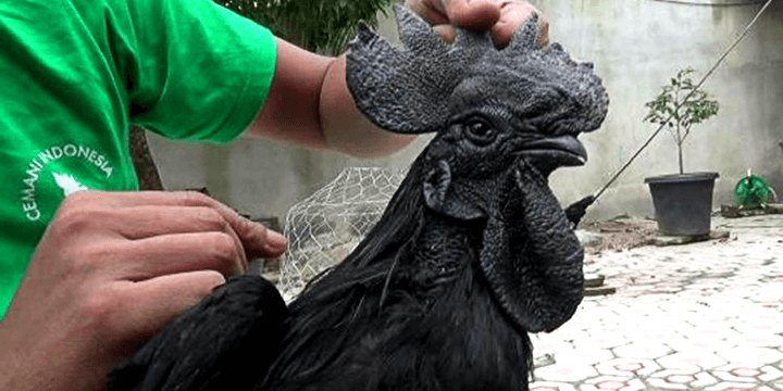 Chickens, The Secretly Adorable and Majestic Bird!