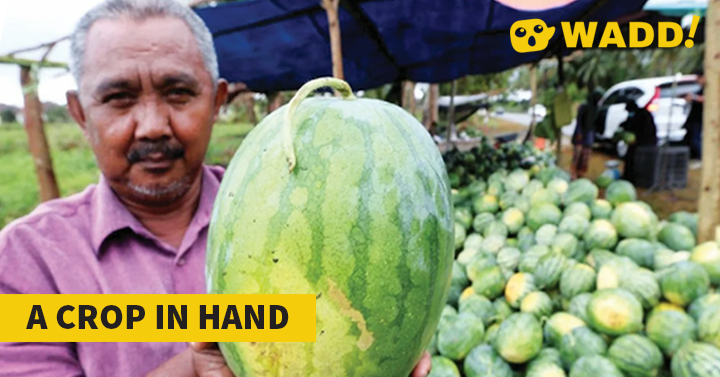 Good Harvest Brings Smiles To Malaysian Watermelon Farmer