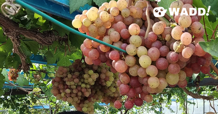 Agriculture Officer Turns Passion Project into a Sweet Yielding Vineyard